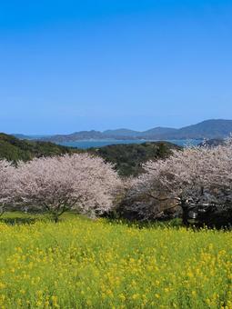 「加茂ゆらりんこ橋」周辺の桜並木 「加茂ゆらりんこ橋」周辺の桜並木 糸島市,加茂ゆらりんこ橋,二丈渓谷の写真素材