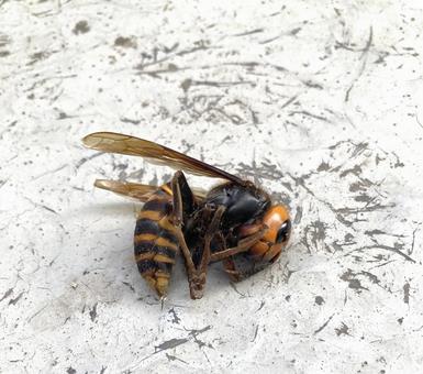 スズメバチ死骸 スズメバチ死骸 スズメバチ,虫,蜂の写真素材