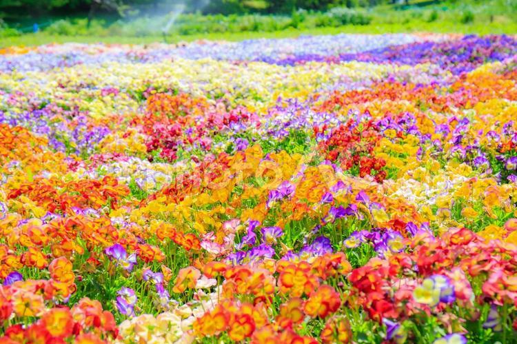 彩り鮮やかな花畑 日本,植物,風情の写真素材