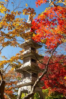 称名寺の紅葉⒃ 秋,紅葉,称名寺の写真素材