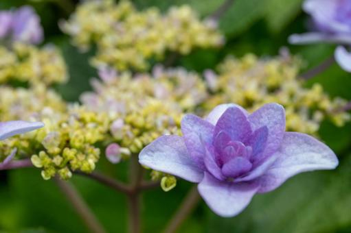 紫陽花の花びら 紫陽花の花びらの写真
