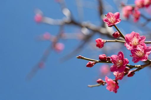 梅の花 梅の花の写真