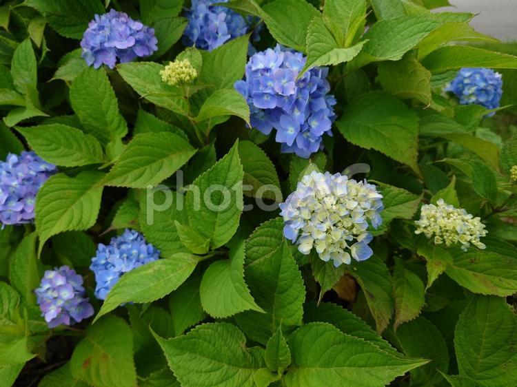 アジサイの花（青、紫） アジサイ,６月,青色の写真素材