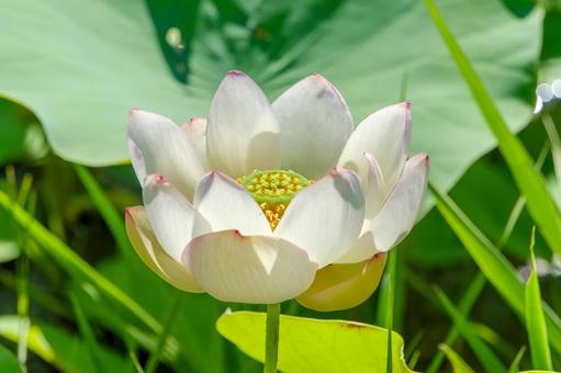 夏の日差しに咲く白い蓮の花 蓮,白,花の写真素材