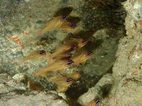 キンセンイシモチ 海,海の生き物,沖縄の写真素材