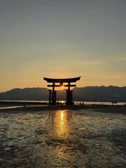 夕日と厳島神社の鳥居② 夕日と厳島神社の鳥居② 夕日,夕焼け,広島の写真素材