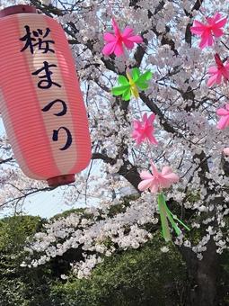 桜まつりの提灯と満開の桜 桜まつりの提灯と満開の桜 桜まつり,桜,さくらの写真素材
