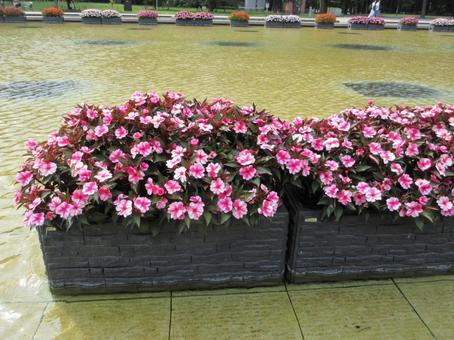 池の中のインパチェンス 01 池の中のインパチェンス 01の写真