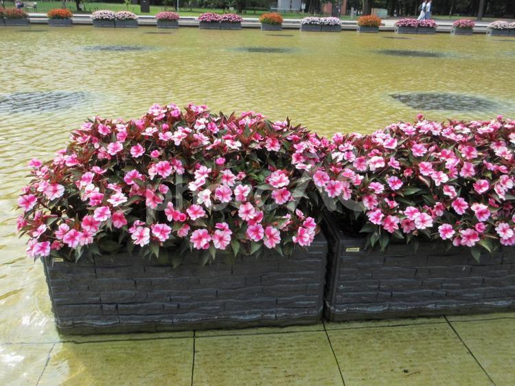 池の中のインパチェンス  ０１ インパチェンス,アフリカホウセンカ,上野恩賜公園の写真素材