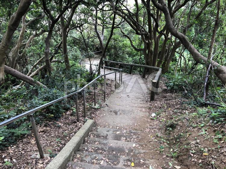 城ヶ島公園の階段 城ヶ島公園,階段,林の写真素材