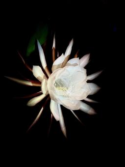 夜に咲く花 ゲッカビジン,月下美人,花の写真素材