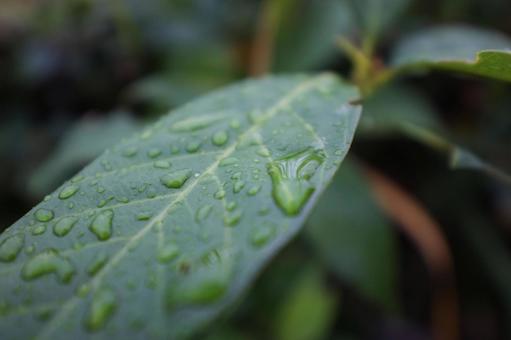 葉に流れる雫 雨あがり,水滴,雫の写真素材