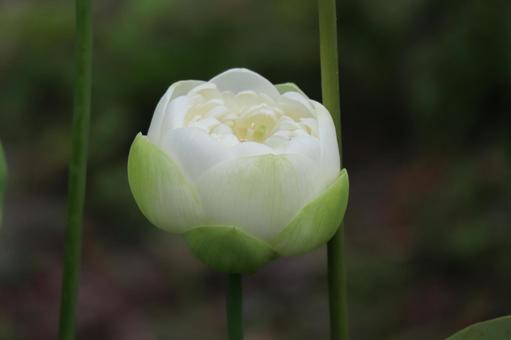 白い花びらの開きかけの蓮の花のアップ 白い花びらの開きかけの蓮の花のアップの写真