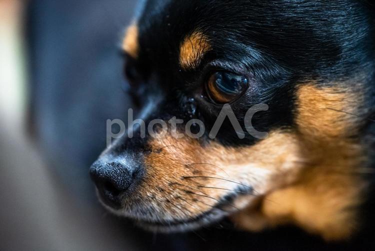 犬の横顔（チワワ・ミニピン） 犬,チワワ,ミニチュアピンシャーの写真素材