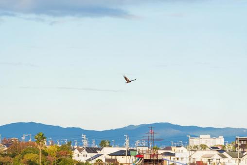 大空を優雅に舞うトビ 大空を優雅に舞うトビの写真