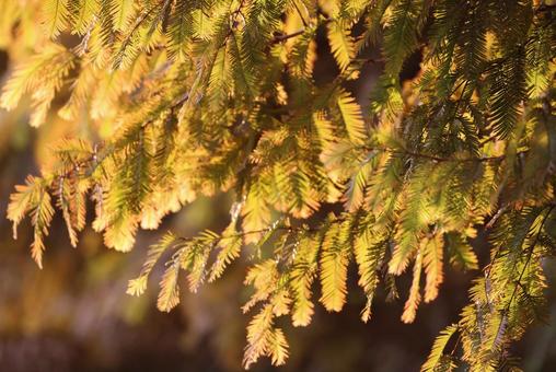 色付き始めたラクショウの葉（紅葉見頃前） ラクショウ,紅葉,葉の写真素材