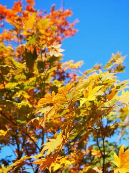 紅葉と青空④ 紅葉と青空④の写真