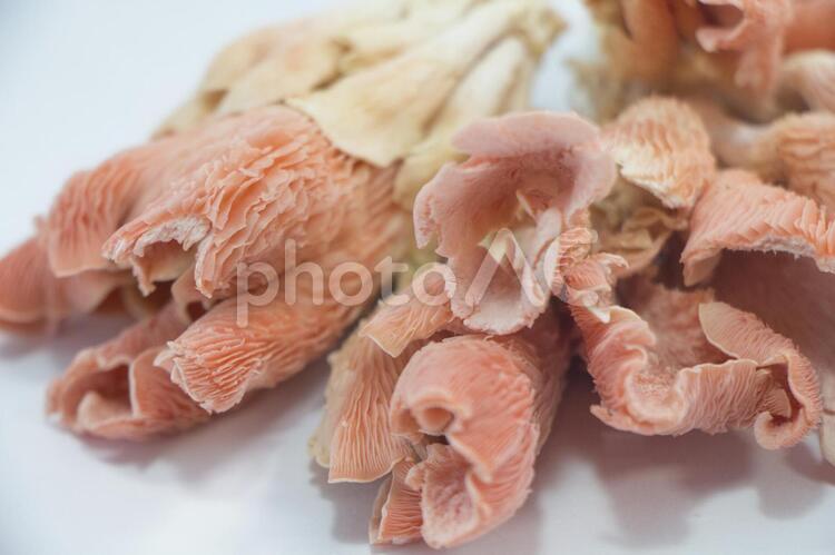   トキイロヒラタケ トキイロヒラタケ,平茸,キノコの写真素材