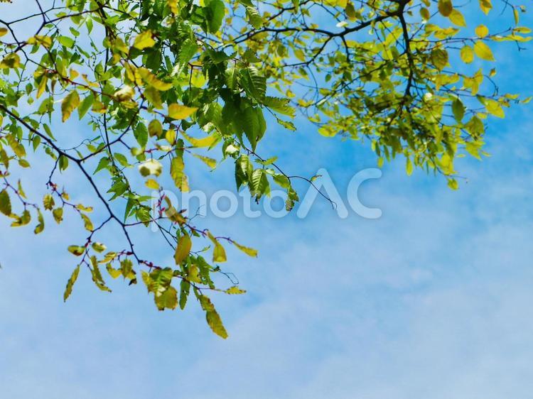 木漏れ日と青空 空,風景,景色の写真素材