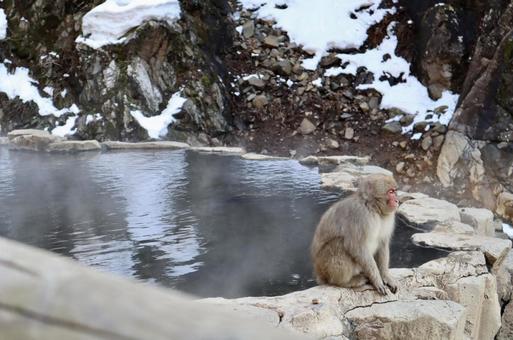 ニホンザル 温泉 ニホンザル 温泉の写真