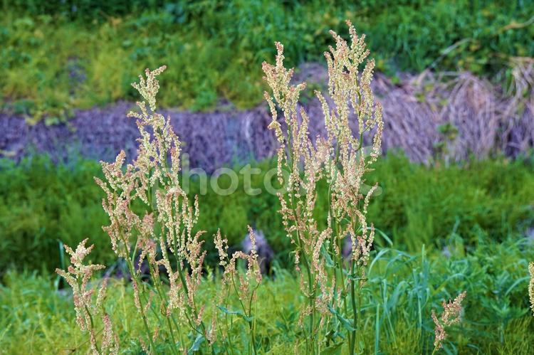 セイタカアワダチソウ 自然,風景,景色の写真素材