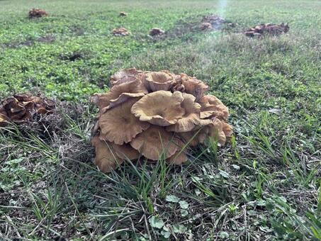 秋の草地に生える野生キノコ きのこ,野生,草原の写真素材