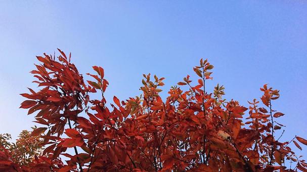 紅葉と秋の空 紅葉と秋の空 紅葉,秋,空の写真素材