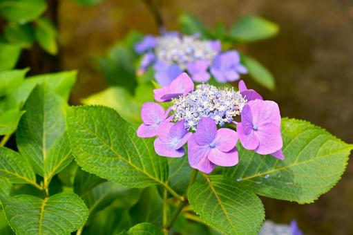 Hydrangea blooming under the rainy season sky, JPG