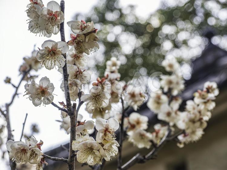 美しく咲く白い梅の花が春を告げる 白梅,梅,満開の写真素材