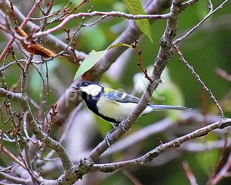 さえずるシジュウカラ 野鳥,シジュウカラ,四十雀の写真素材