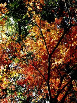 冬の山林に残る鮮やかな紅葉の景観 紅葉,もみじ,かえでの写真素材
