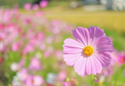 コスモスの写真