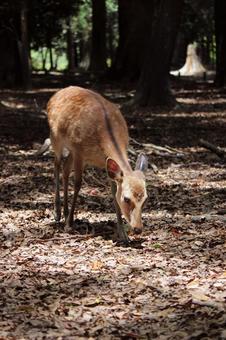 奈良公園シカ 奈良公園シカの写真