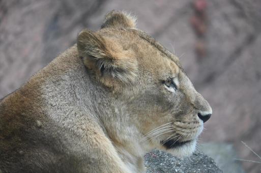 ライオン ライオン,動物,動物園の写真素材