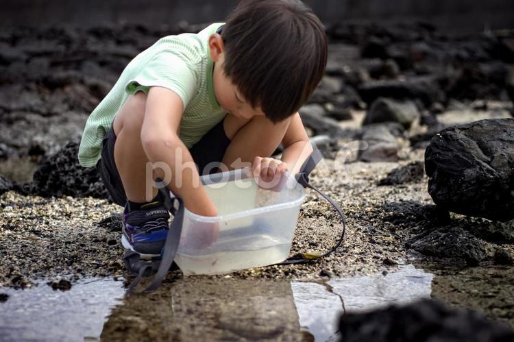＜素材＞磯でガサガサ（小魚捕獲）する子供 子供,磯遊び,海遊びの写真素材