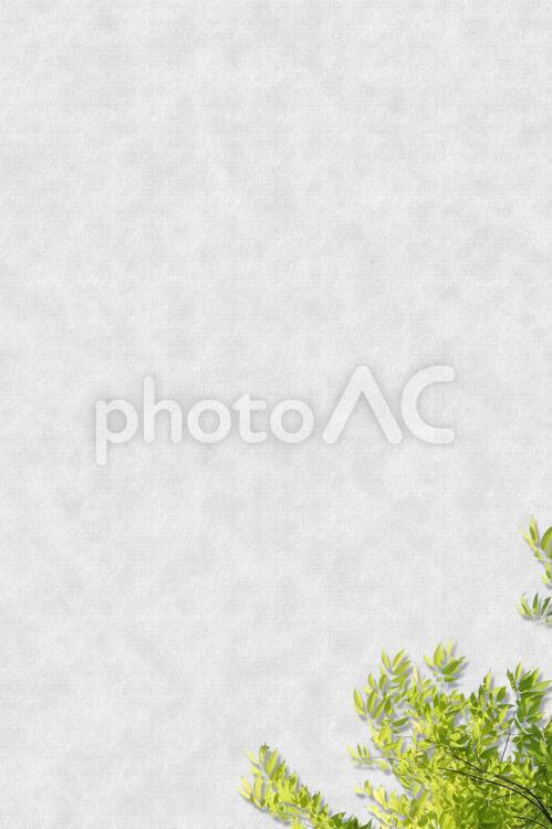 コンクリートの壁に緑の葉　縦型 コンクリート,壁,壁紙の写真素材