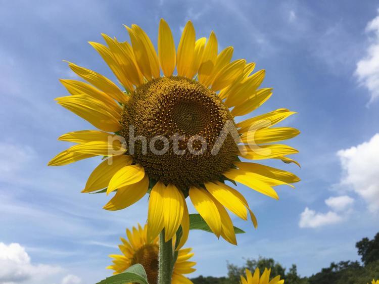 ひまわり 花,自然,植物の写真素材