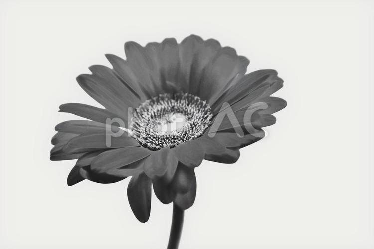 ガーベラの一輪挿しのモノクロ写真 花,一輪,ガーベラの写真素材