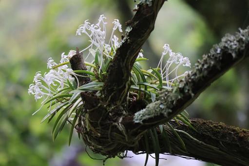 木の枝に寄生するフウランの白い花 木の枝に寄生するフウランの白い花の写真