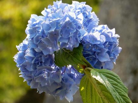 [Flower photo] Hydrangea flower, JPG