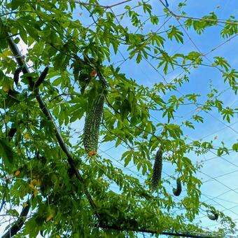 見上げればゴーヤ ゴーヤ,夏野菜,グリーンカーテンの写真素材