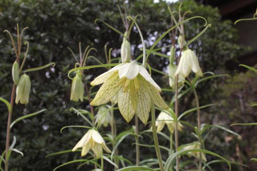 バイモ・貝母　マクロ バイモ,フラワー,網目模様の写真素材