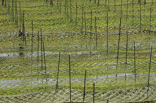 伊勢志摩 海苔粗朶 英虞湾 養殖 伊勢志摩 海苔粗朶 英虞湾 養殖 海苔粗朶,あおさのり,伊勢志摩の写真素材