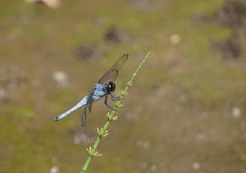 Photo, coconut shell, dragonfly, insect, 
