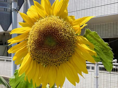 ヒマワリ ヒマワリ ヒマワリ,向日葵,黄の写真素材