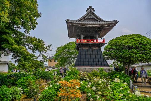 能護寺のアジサイ アジサイ,紫陽花,花の写真素材