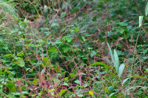 ミズヒキ ミズヒキ 水引,花,草花の写真素材