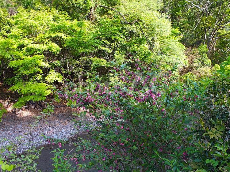 フジベニウツギが咲く春の川 フジベニウツギ,花,紫色の写真素材