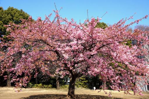 西郷山公園の河津桜 西郷山公園の河津桜の写真