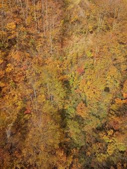 紅葉の空撮・10月新潟県ドラゴンドラより 紅葉の空撮・10月新潟県ドラゴンドラより 紅葉,空撮,上空の写真素材